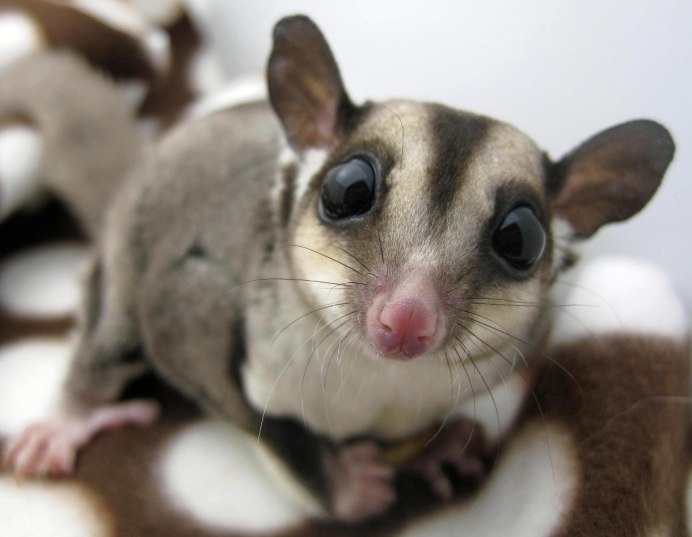 Сумчатая летяга - поссум