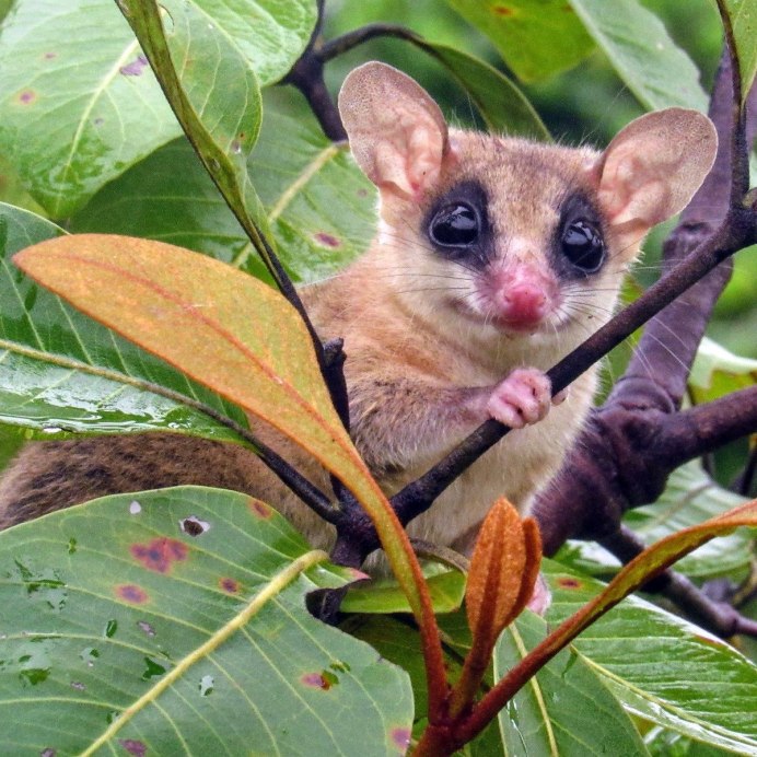 Сахарный поссум альбинос