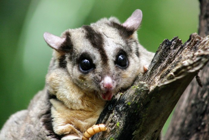 Карликовый поссум