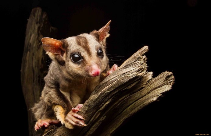 Сахарная сумчатая белка-летяга