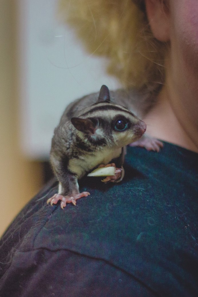 Сахарный поссум зубы