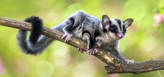 Белка летяга в Австралии