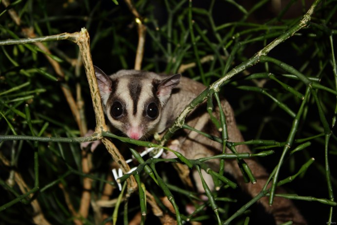 Сахарные сумчетая Литяга