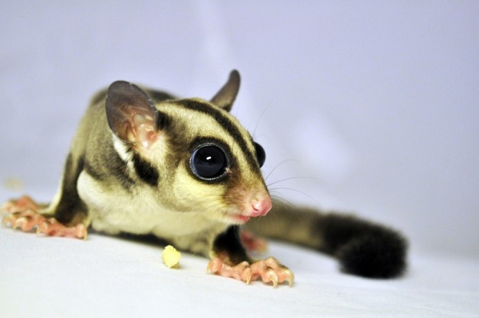 Белка летяга сахарный поссум