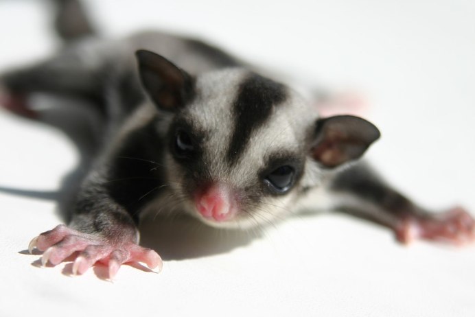 Сахарный поссум летяга