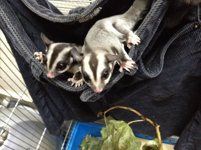 Сахарный поссум