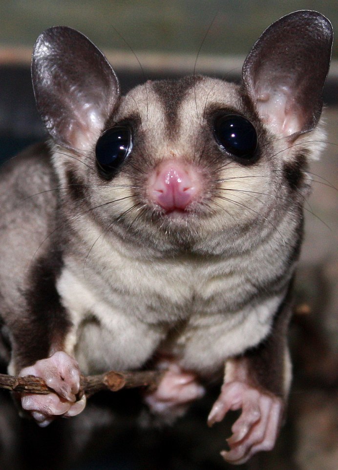 Сахарный опоссум сахарный опоссум