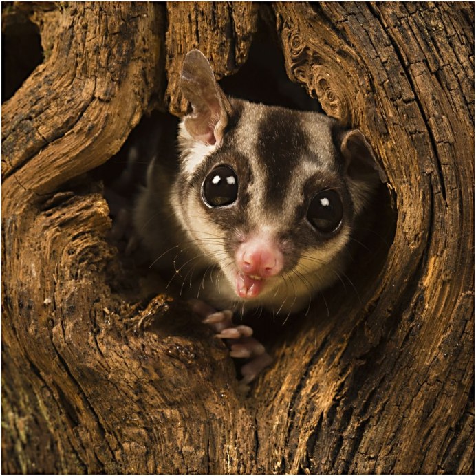 Сахарный поссум сахарный поссум