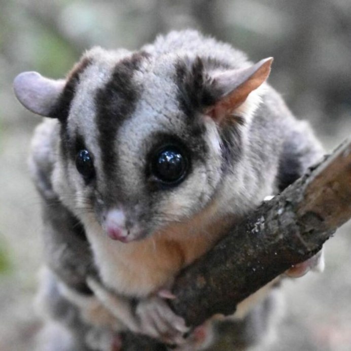 Сахарный поссум кот