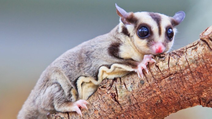 Сумчатая белка летяга