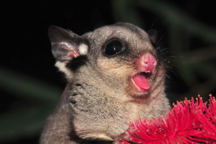 Сумчатая белка летяга