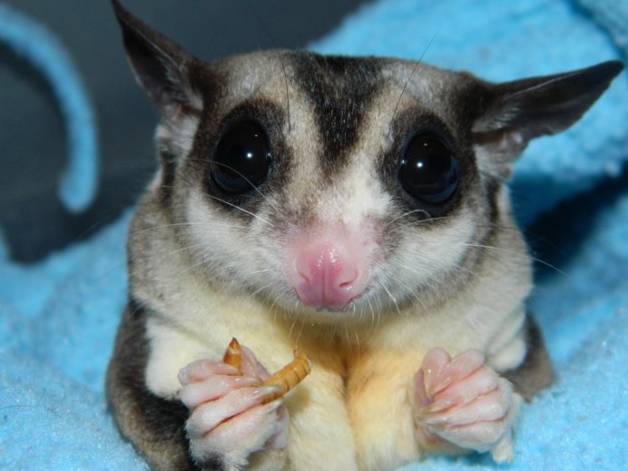 Сахарный поссум сумчатая летяга