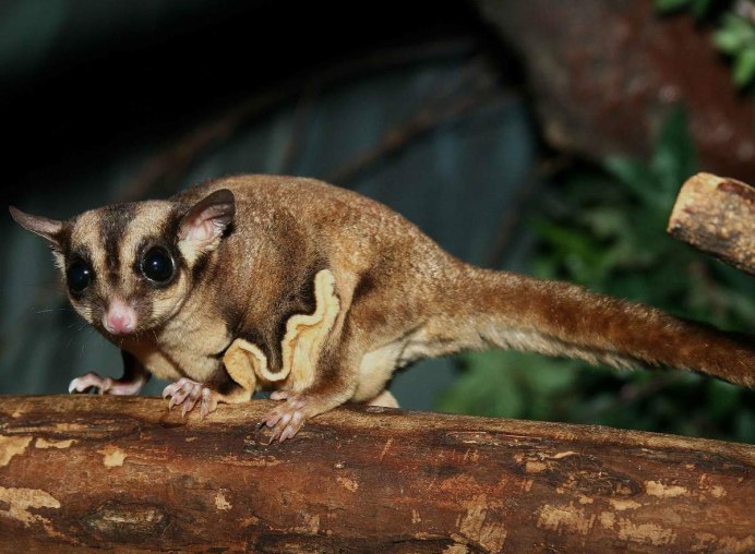 Сумчатая летяга