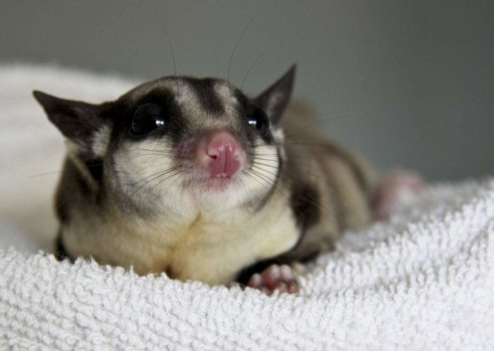 Сахарный поссум