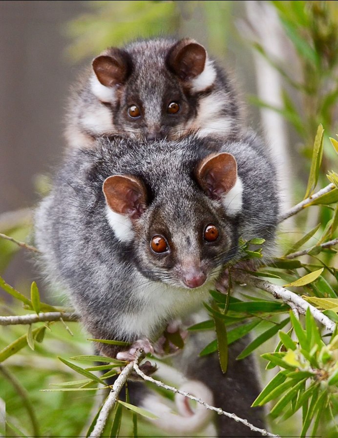 Сахарный поссум зоомагазин