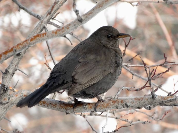 Очковый Дрозд