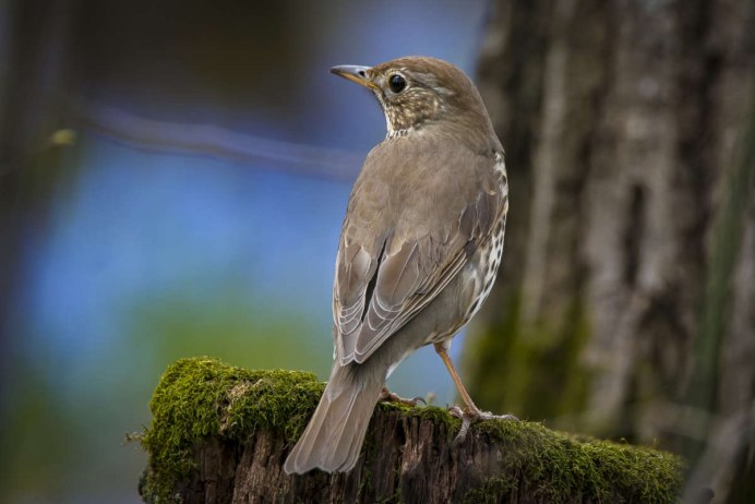 Серый Дрозд