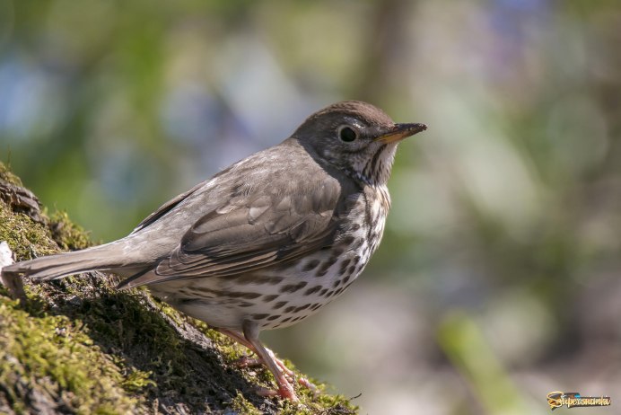 Певчий Дрозд трель
