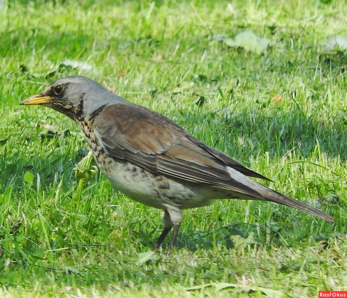 СВЕТЛОГРУДЫЙ Дрозд