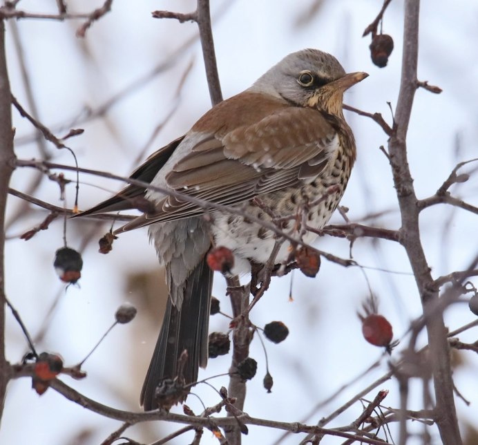 Дрозды Подмосковья фото и описание