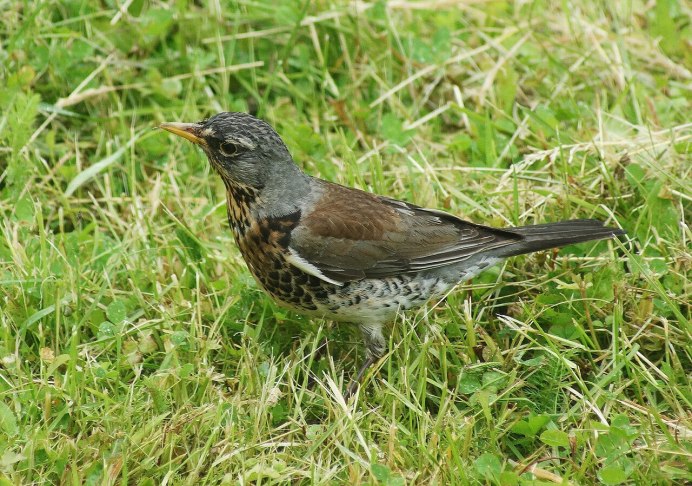 Певчий Дрозд (turdus philomelos)