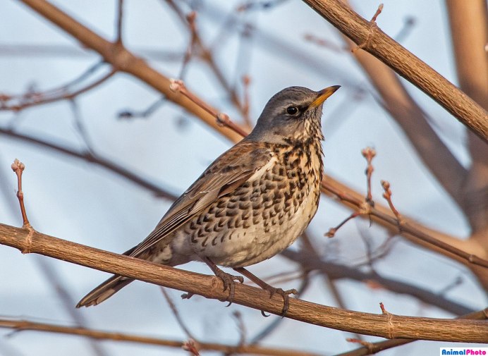 Серый Дрозд (Grey Catbird)