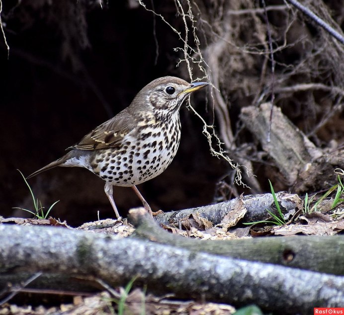Дрозд-деряба (turdus viscivorus)