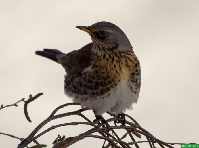 Галка (Corvus monedula)