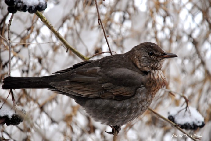 Дрозд-деряба (turdus viscivorus)