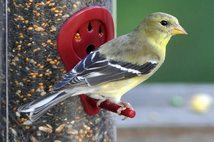 Spinus Spinus Чиж
