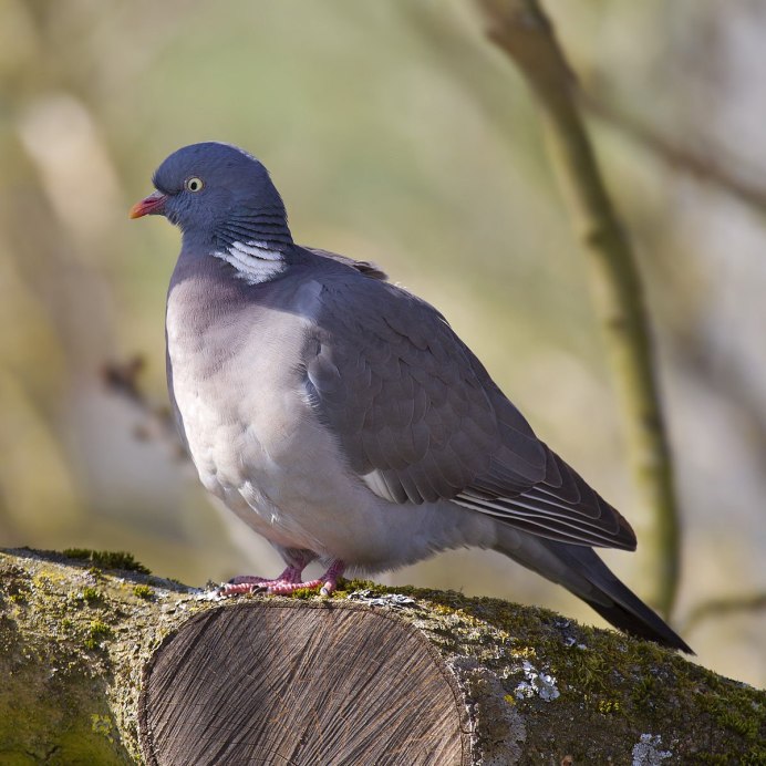 Вяхирь (Columba palumbus)