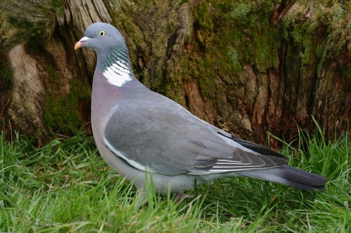 Вяхирь (Columba palumbus)