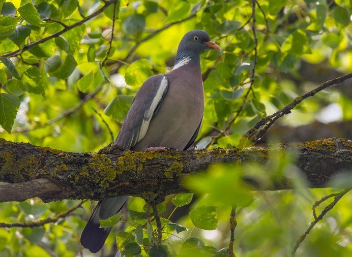 Вяхирь – Columba palumbus l