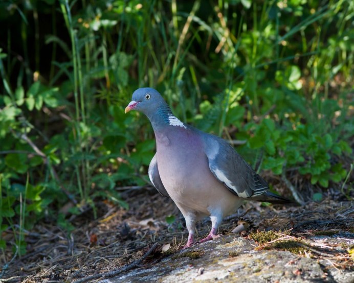 Вяхирь (Columba palumbus)
