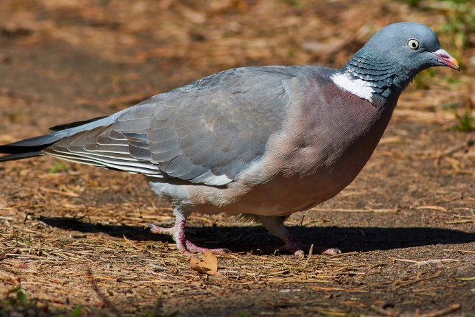 Вяхирь (Columba palumbus)