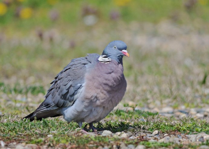 Вяхирь – Columba palumbus l