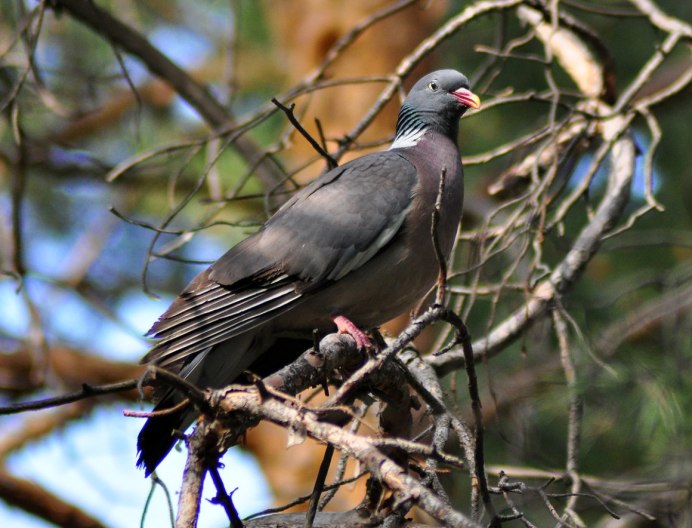 Columba palumbus (вяхирь или витютень)