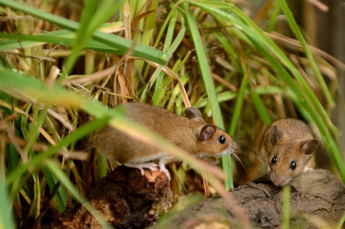 Мышь-Малютка (лат. Micromys minutus)