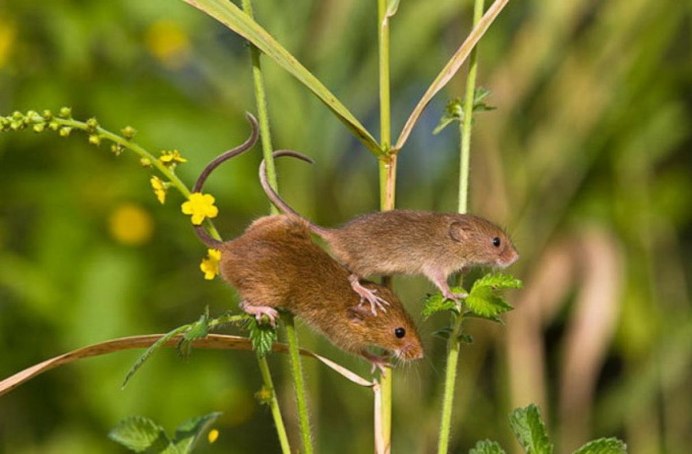 Мышь-Малютка (лат. Micromys minutus)
