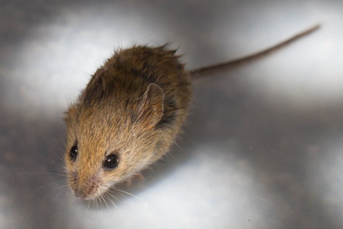 Microtus arvalis