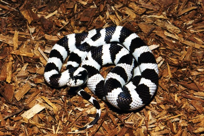 Lampropeltis californiae