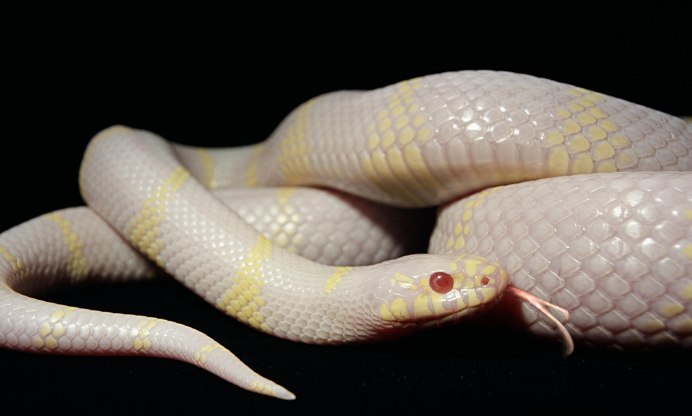 Королевская змея (Lampropeltis)