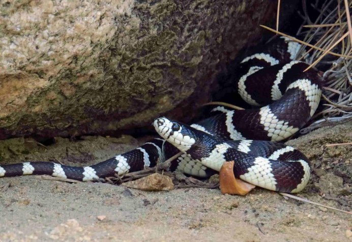 Королевская Калифорнийская змея Striped