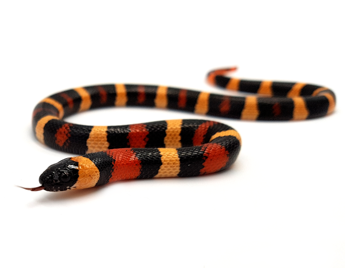 Королевская змея Калифорнийская Lampropeltis getulus californiae