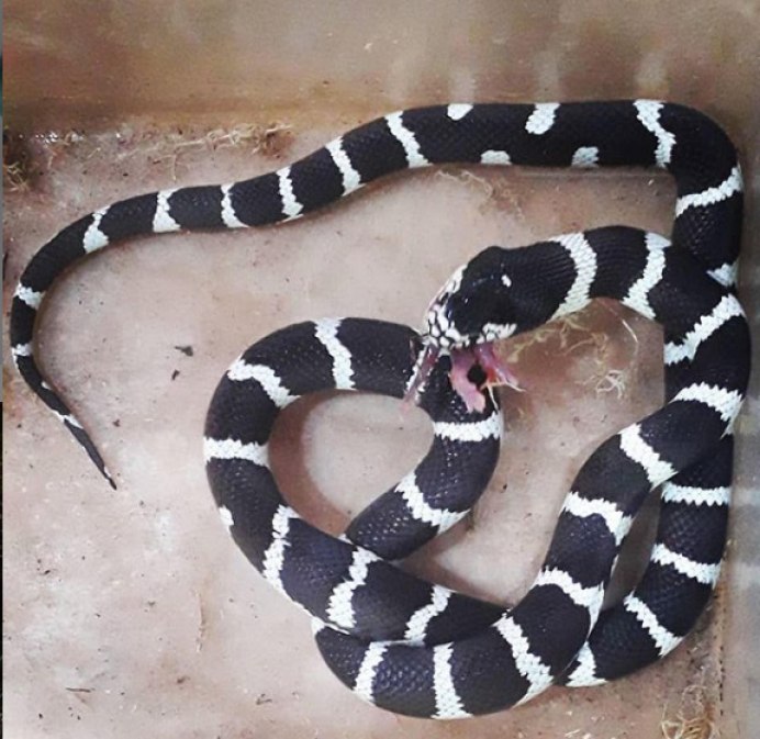 Королевский калифорнийский полоз