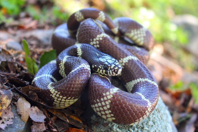 Королевская змея (Lampropeltis)