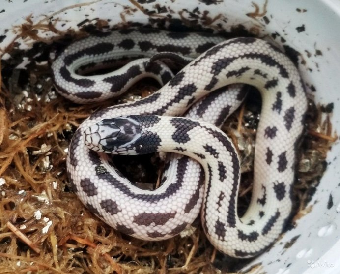 Мимикрия коралловый Аспид