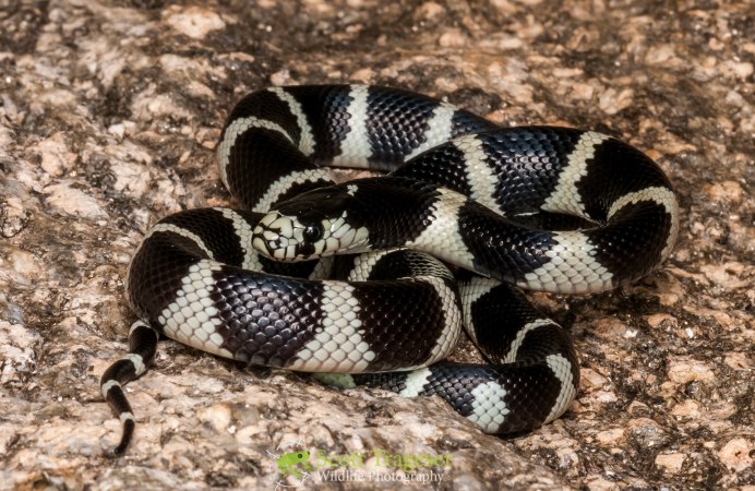 Королевская Калифорния Калифорния змея