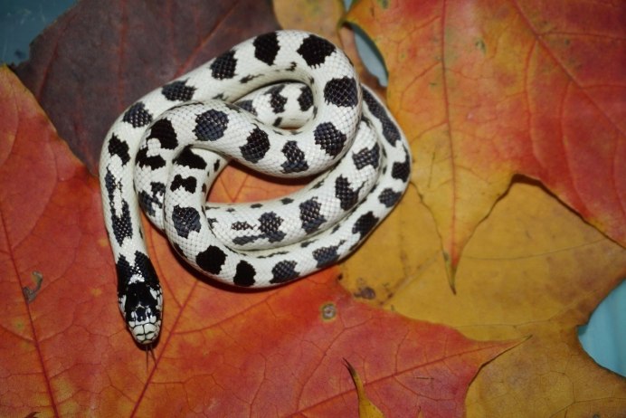 Королевский калифорнийский полоз