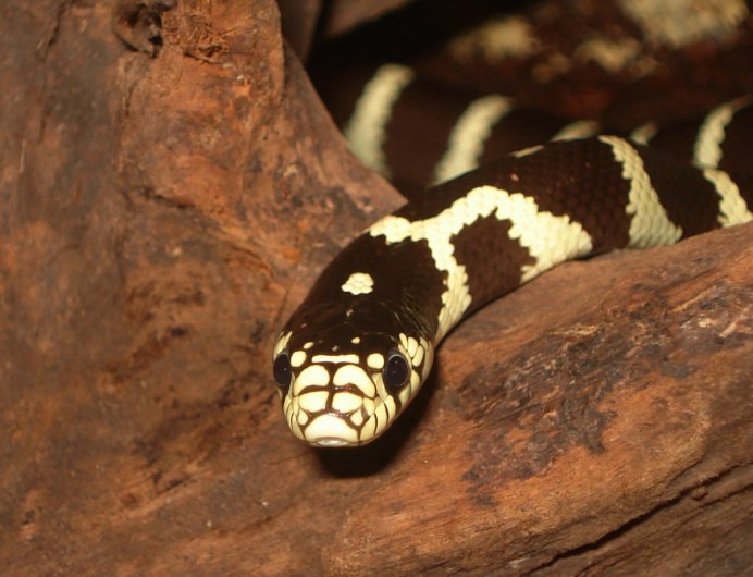 Королевская змея Горная хуачукская